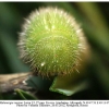 melanargia russiae azerbaijan larva5e